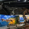 Museo de Historia Natural Ecatepec - 4 thumb